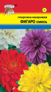Георгина Фигаро смесь  УУ