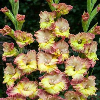 Гладиолус Конка Верде 1шт