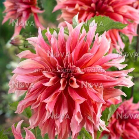 Георгина Декоративная Лабиринт 1шт