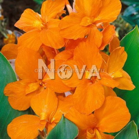 Канна зеленолистная Центурион 1шт