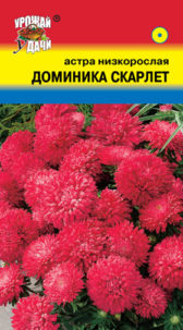 Астра Доминика Скарлет низк. УУ