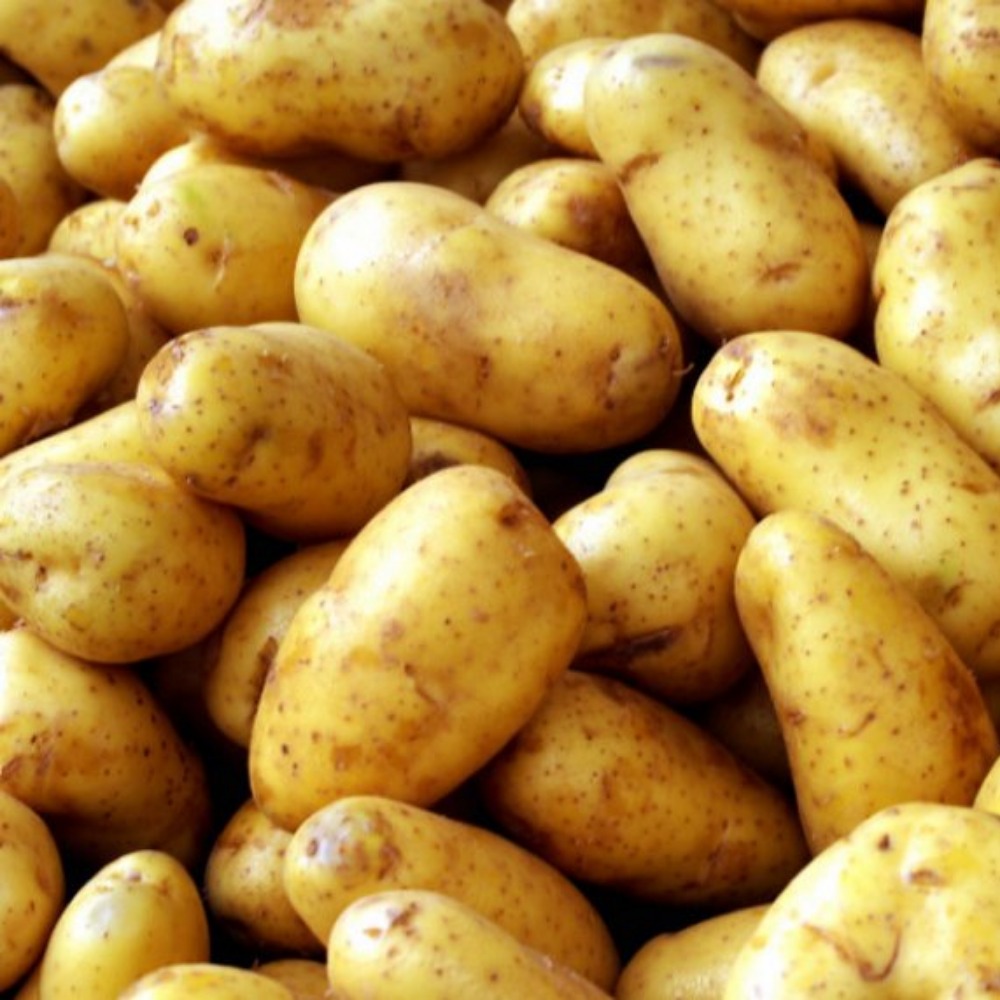 Картофель семенной Барин (2021г)
