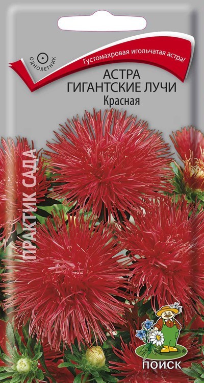 Астра Гигантские пурпур 0,05г игольчатая