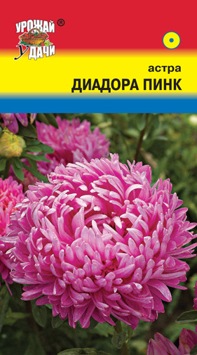 Астра Диадора Пинк пион  УУ
