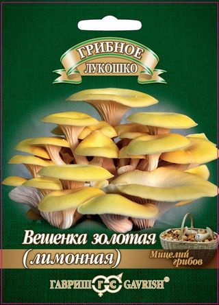 Вешенка золотая Лимонная на древ. палочке 12шт