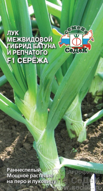 Лук батун Сережа 0,3г "Седек"