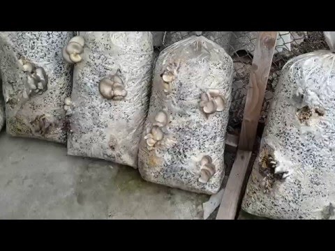 Мицелии Вешенки 2ая волна