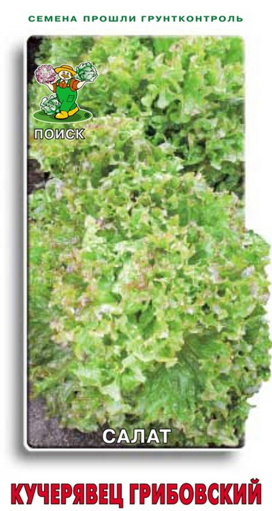 Салат Кучерявец Грибовский 1.0г "Поиск"
