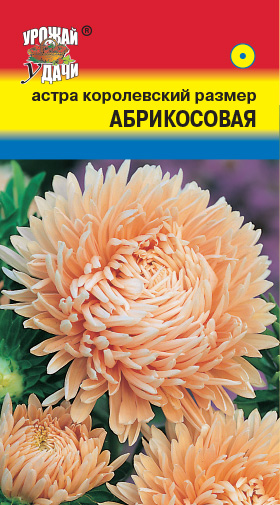 Астра пионов. Алла Борисовна "УралДач"