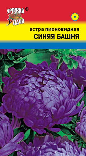 Астра Башня синяя, пион  УУ