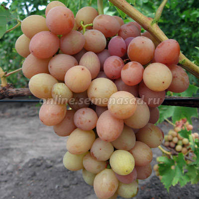 Виноград плодовый Ливия 1шт