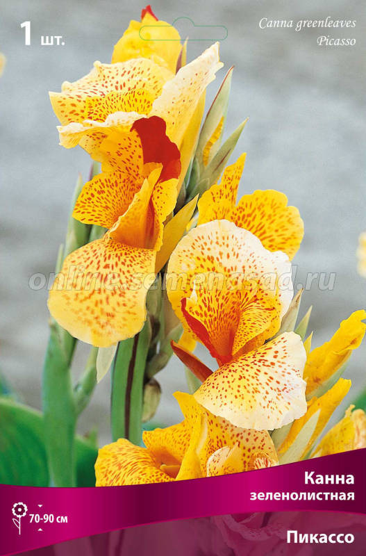 Канна зеленолистная Пикассо 1шт