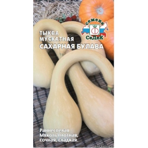 Тыква Сахарная булава F1, 1,0г "Седек"