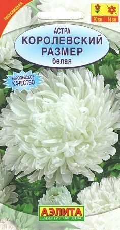 Астра Королевский размер, Белая "Аэлита"
