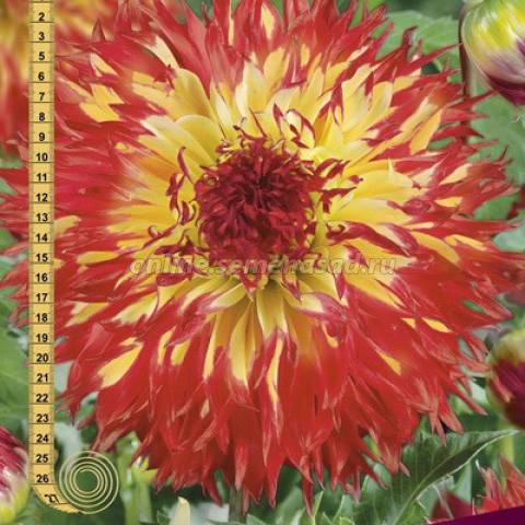 Георгина Бахромчатая Пайнлендс Пэм 1шт