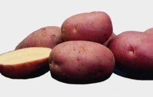 Картофель семенной Лабелла (2021г)