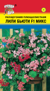 Пеларгония плющ. Лили Бьюти F1  УУ