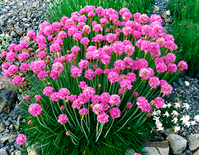 Армерия Смесь окрасок 0,05г