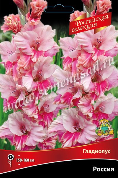 Гладиолус Россия 1шт