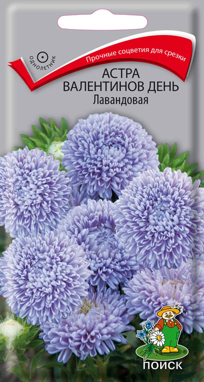 Астра Валентинов день Лавандовая 0,2г "Поиск"
