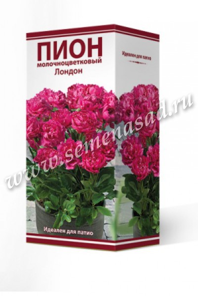 Пион молочноцветковый Лондон 1шт