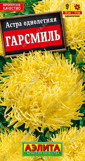 Астра Гарсмиль коготковая "Аэлита"