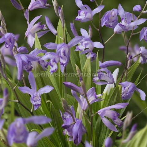 Блетилла полосатая Блу Дрэгон