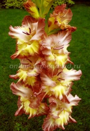 Гладиолус Марракеш 1шт 