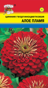 Цинния георгиноцветковая Алое Пламя,  УУ