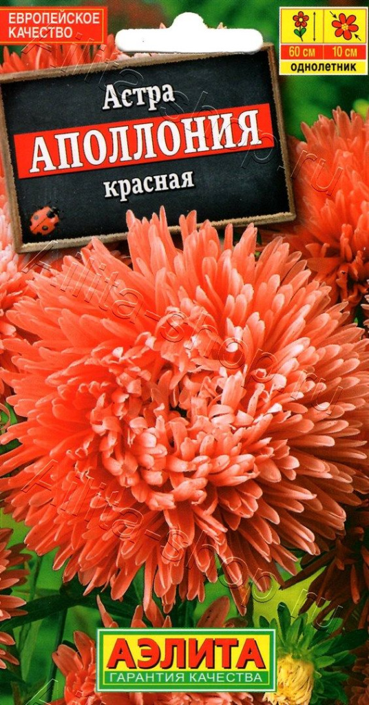 Астра Аполлония красная "Аэлита"