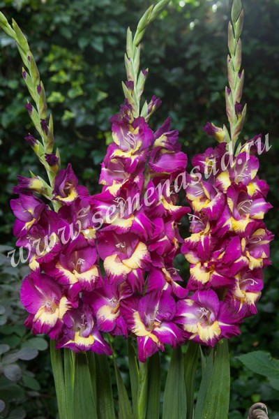 Гладиолус Сишор 1шт