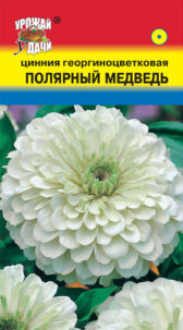 Цинния Полярный медведь, УУ
