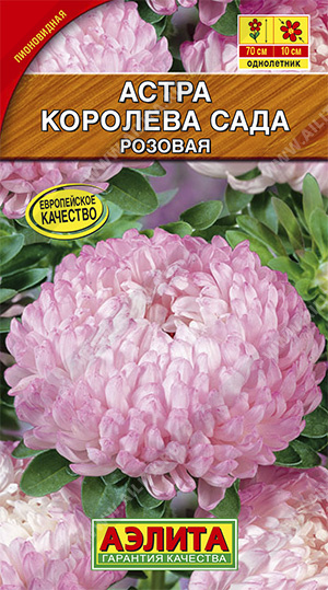 Астра Королева сада розовая "Аэлита"