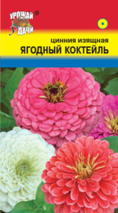 Цинния изящная Ягодный коктейль,  УУ