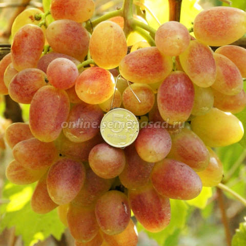 Виноград плодовый Преображение 1шт