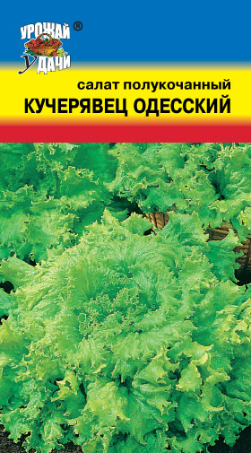 Салат Кучерявец Одесский  (б/п) 