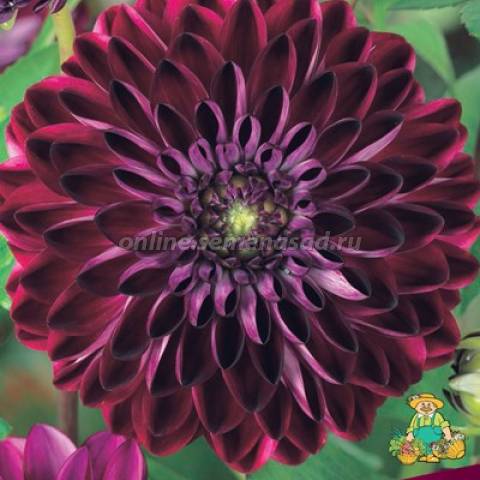 Георгина Декоративная Осириум 1шт