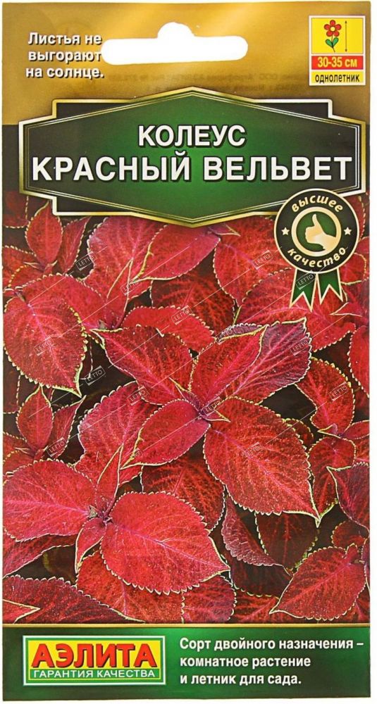 Колеус блюме Красный вельвет "Аэлита"