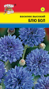 Василек Блю болл высок. УУ