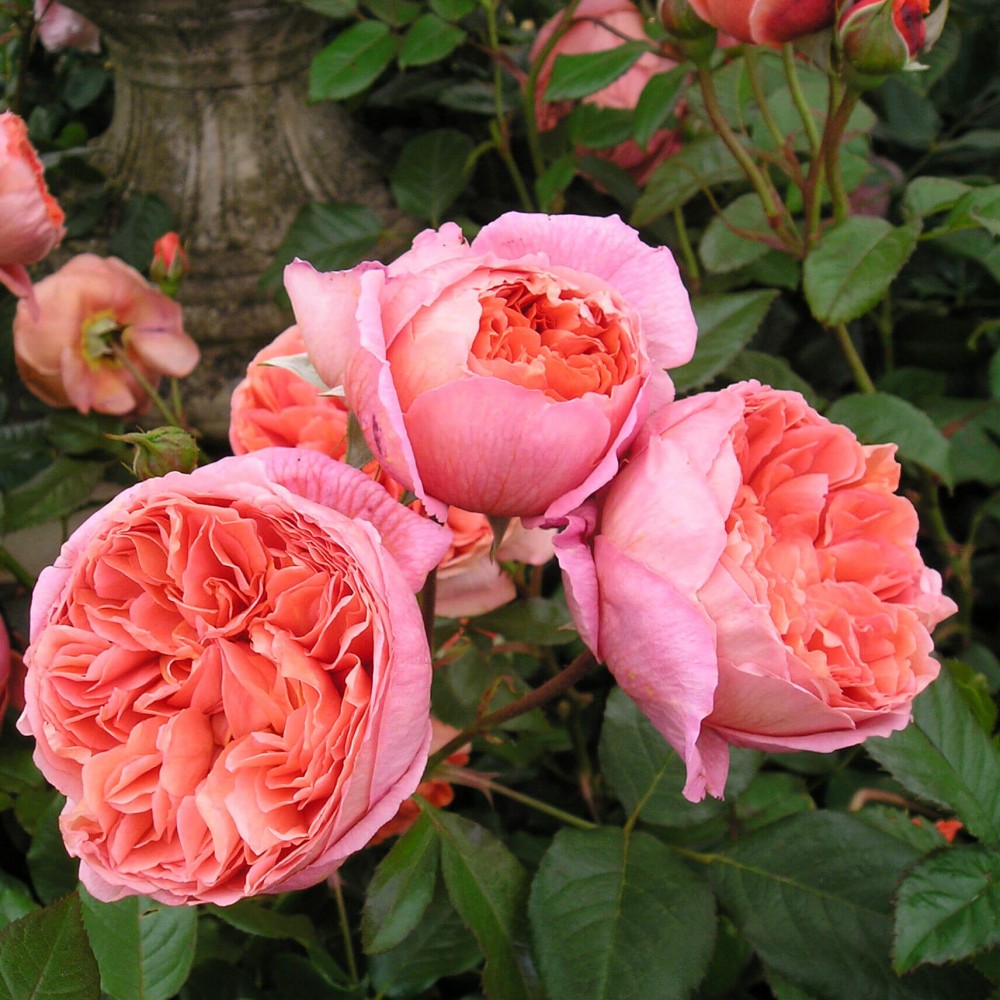 Роза парковая Фрагранс оф Самме 1шт